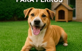 pasto sintetico para perros