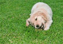 pasto artificial foto jardin con perro